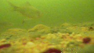 Карась. Подледная съемка.Озеро Большой Камаган Курганской области 19.01.2020