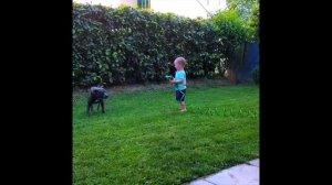 Лучшие приколы с хаски 2019 / собаки смотрят смешные видео