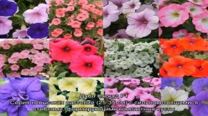 Виды и лучшие сорта многолетней петунии