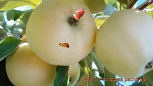 Яблоня белый Налив белый (malus naliv belyi) ? обзор: как сажать, саженцы яблони Налив белый