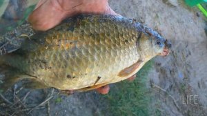 Когда начинается бешенный жор карася? Когда нерест карася в подмосковье?