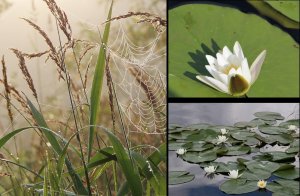 Путешествие по реке Кулой на Сондугское озеро Тотемский район Вологодской области.mp4