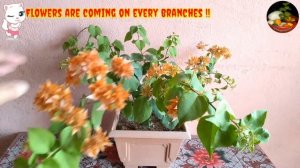 Simple & Easy Way To Start A Bougainvillea Bonsai !!