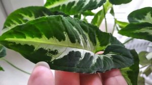 Сингониум Вендланда Orm ped.