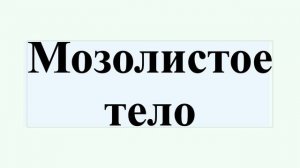 Мозолистое тело