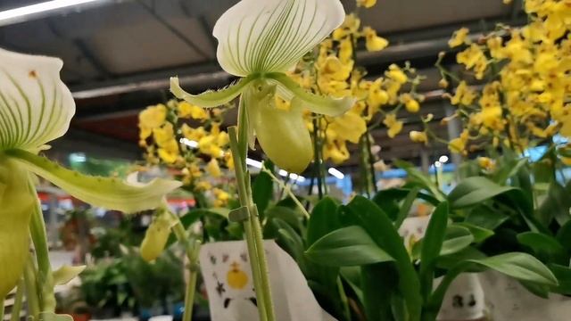 Бабочка ?в свежем завозе орхидей магазина Оби г. Омск. смотреть онлайн