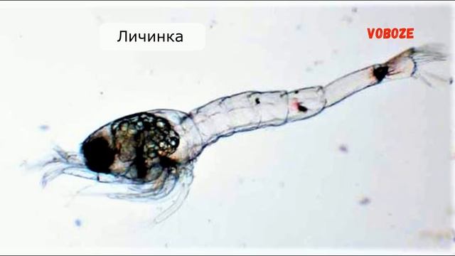 Креветки Амано, разведение в аквариуме. Размножение в домашних условиях.