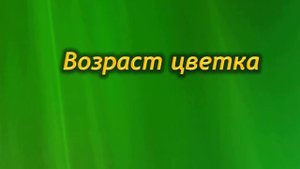 Почему орхидея Фаленопсис меняет цвет?