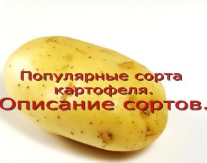Популярные сорта картофеля