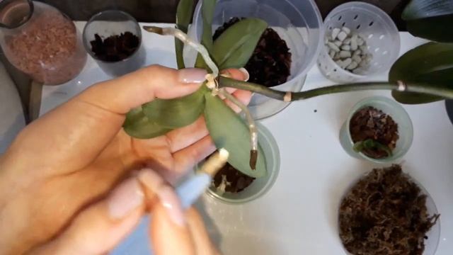 Снимаю детку орхидеи с цветоноса. смотреть онлайн