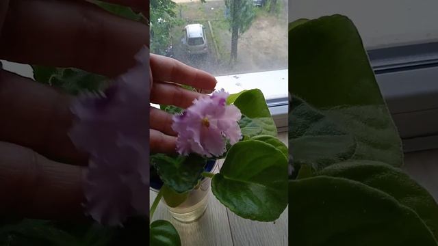 фиалки. сорта с названиями. 25 мая 2023 год смотреть онлайн