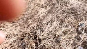 Поиск изоляторов (день 2)isolat hunting продолжается.