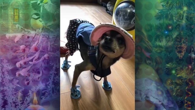 Я Пришла К Тебе Из Сказки! смотреть онлайн