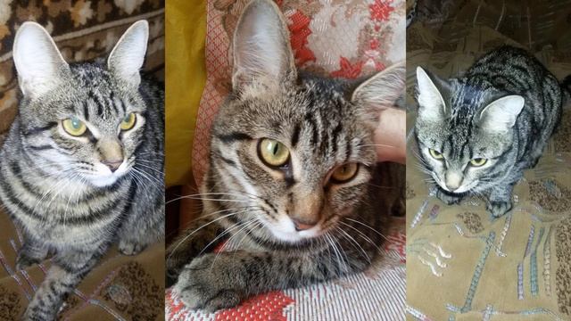 Как понять о чём мяукает котик, Как понять кота по мяуканью, как понять о чем говорит кошка смотреть онлайн