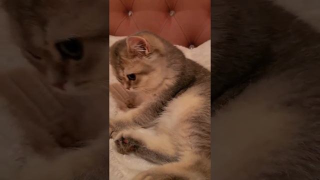 Евочка?британская кошечка окраса голубое золото #британскиекотята #cat #gato #eva #kittens #cats