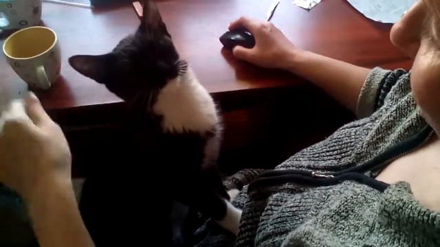 кошка просит её погладить смотреть онлайн