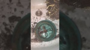 Душ и пересадка Драцены Компакты