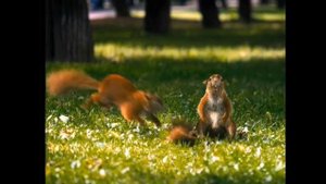 Реклама Snickers - Белки (2008) HD