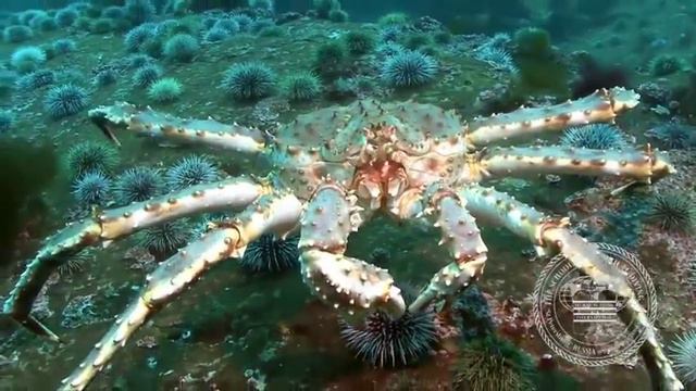 Баренцево море Дальние зеленцы1