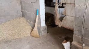 Как нужно кормить бычков что бы не испортить им желудок. Влияние качества помола дробилки на откорм