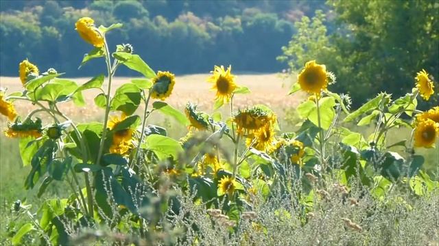 Українська весела дитяча пісенька: "Соняшнику, милий друже". смотреть онлайн