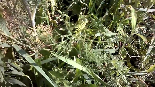 Гусеница полосатая на укропе в огороде смотреть онлайн