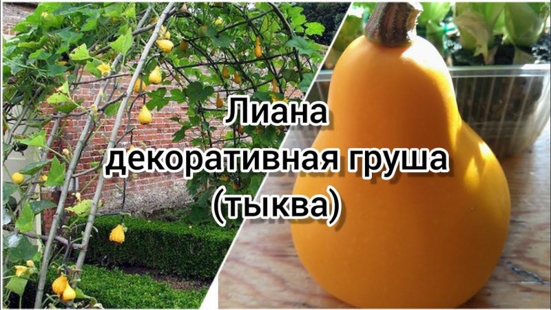 Лиана декоративная груша (тыква).