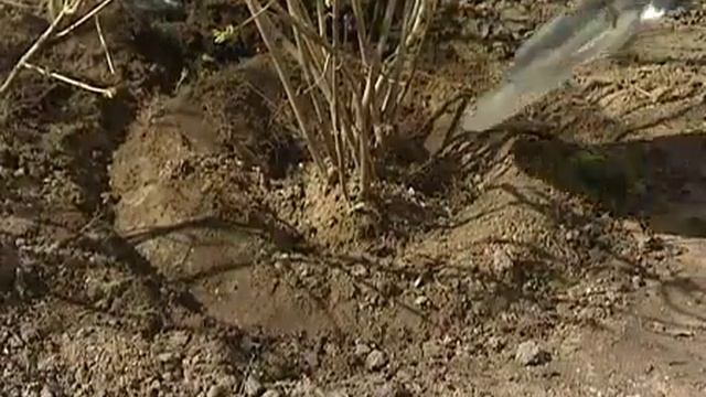 Посадка сирени смотреть онлайн