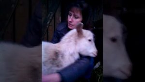 Как понять что коза покрылась??