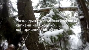 Охота на куницу с капканом.Установка КП-120 под веник.