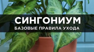 Сингониум: советы цветовода по уходу за растением в домашних условиях