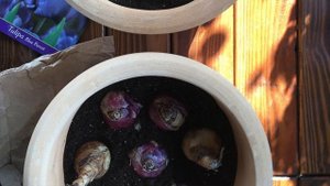 Посадка тюльпанов в контейнеры