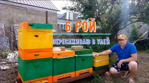 Шестой рой пчел за этот сезон