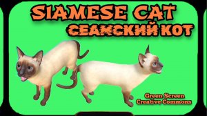 СЕАМСКИЙ КОТ видео Green Screen футаж. ХРОМАКЕЙ АНИМАЦИЯ на зелёном фоне.