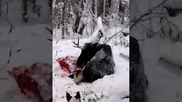 Первый трофейный Лось Западно-Сибирской лайки Лютого. смотреть онлайн