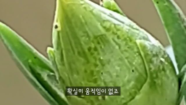 SUB)How to get rid of Spider Mites #spider mites #pest #Prevention #alcohol #veranda garden смотреть онлайн