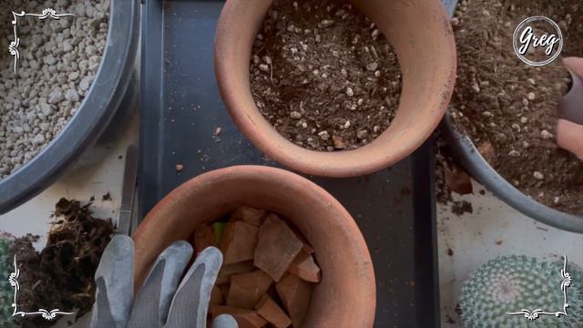024 | Mammillaria albilanata ssp. reppenhagenii | Repotting смотреть онлайн