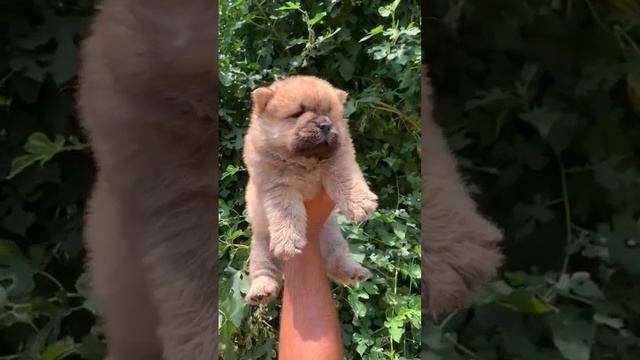 #share #dog #sweetpuppy #cutepuppy #video #puppy #chowchow #shortvideos #viral #youtube #like #dogs