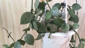 Как цветут Мурдания и Хойя Эскимо. Комнатные цветы.