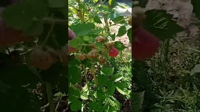 Малина Самохвал смотреть онлайн