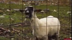 козёл орёт !!!HELP!!!