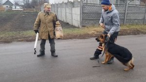 Команда "свой-чужой" дрессировка на охрану Арчи овчарка