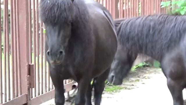 Пони (Pony) смотреть онлайн