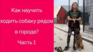 Как научить ходить собаку рядом в городе? Часть 1