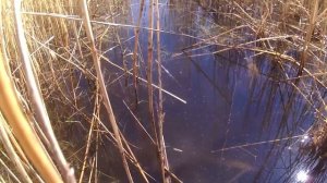 Озеро Горькое-Перешеечное. Отличный клёв карася и окуня среди пакетов и бутылок