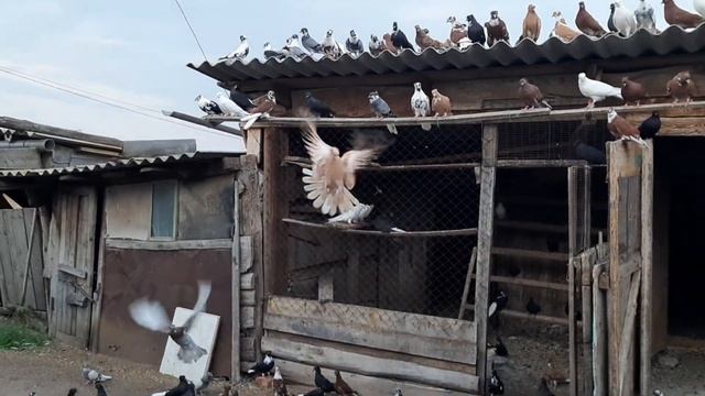 внук помогает деду. николаевские чубатые голуби. 12 августа 2022 г. смотреть онлайн