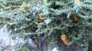 ПИРАКАНТА КУСТАРНИК. ФОРМЫ КРОН ПИРАКАНТЫ.