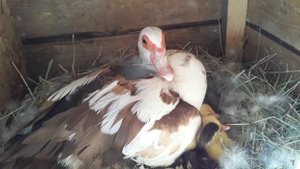 Вывод утят из под Утки. Сколько сидит индоутка на яйцах..Мускусная утка. Утята.