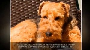 Маленькие породы собак ВЕЛЬШТЕРЬЕР