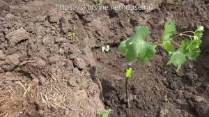 Как правильно посадить привитый саженец винограда